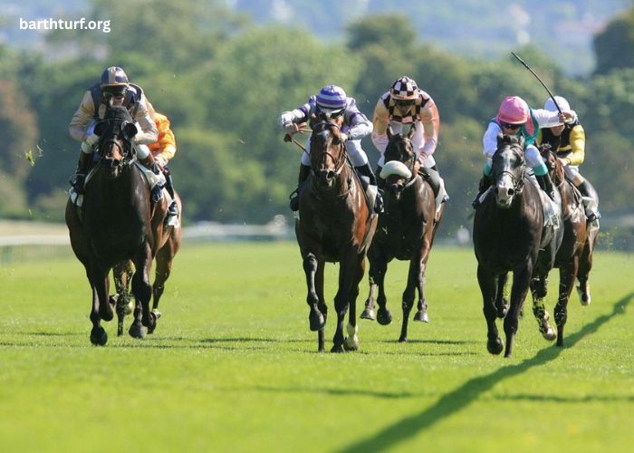 France Turf Vip