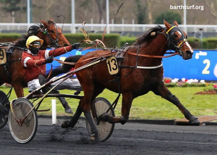 Le Cheval DE Base Incontournable